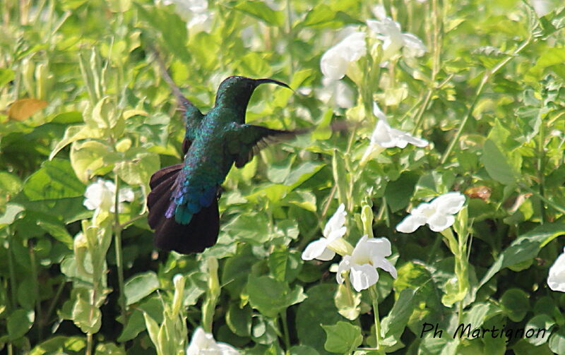 Green-throated Carib, Flight