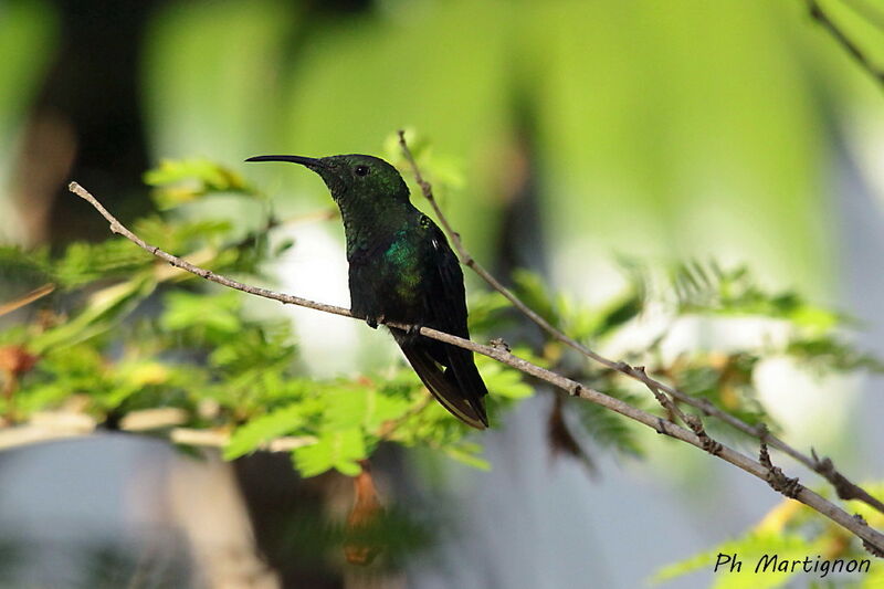 Green-throated Carib, identification