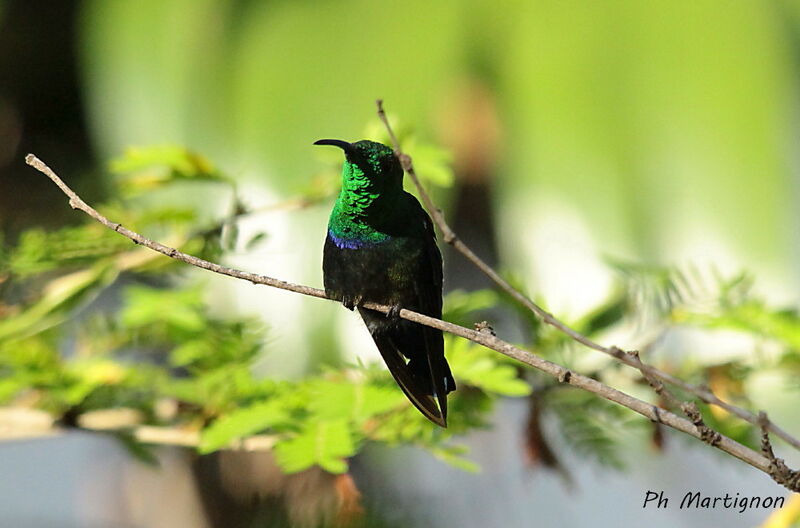 Green-throated Carib