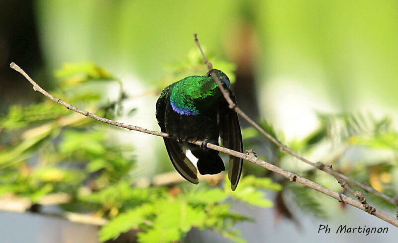 Colibri falle-vert, identification