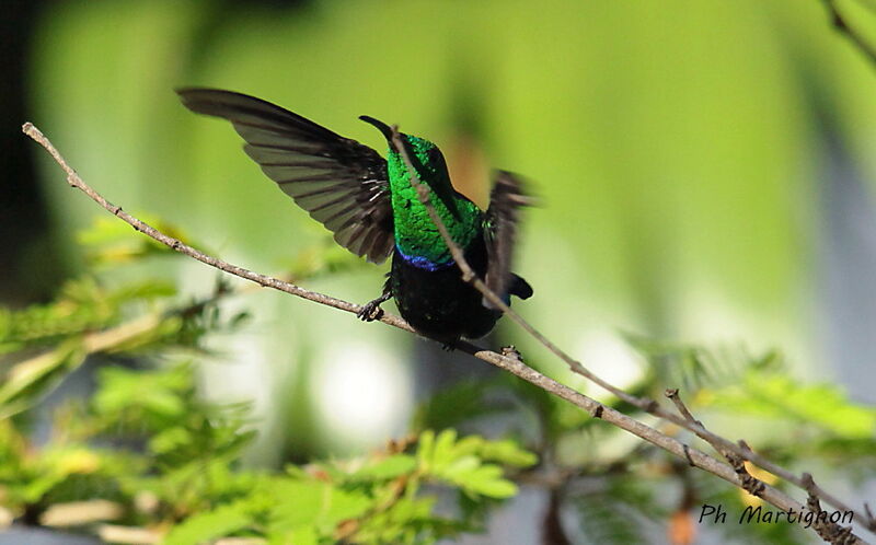 Green-throated Carib, identification