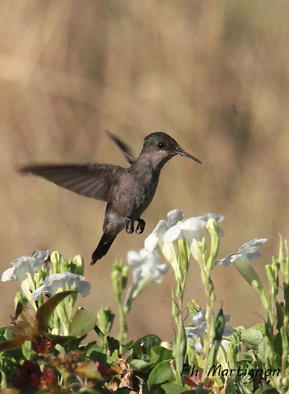 Antillean Crested Hummingbird female, identification