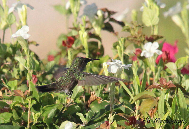 Colibri huppé femelle, identification, Vol