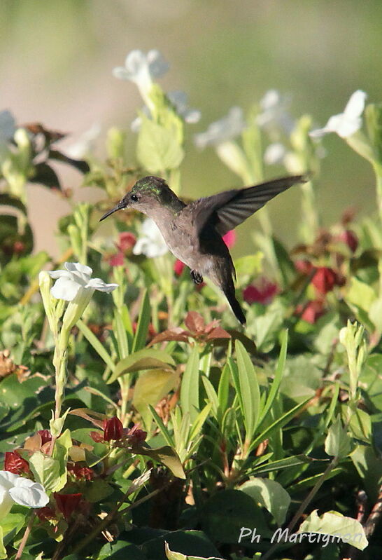 Antillean Crested Hummingbird female, Flight