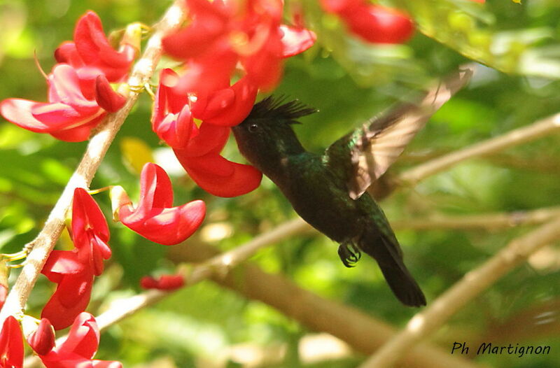 Colibri huppé, identification