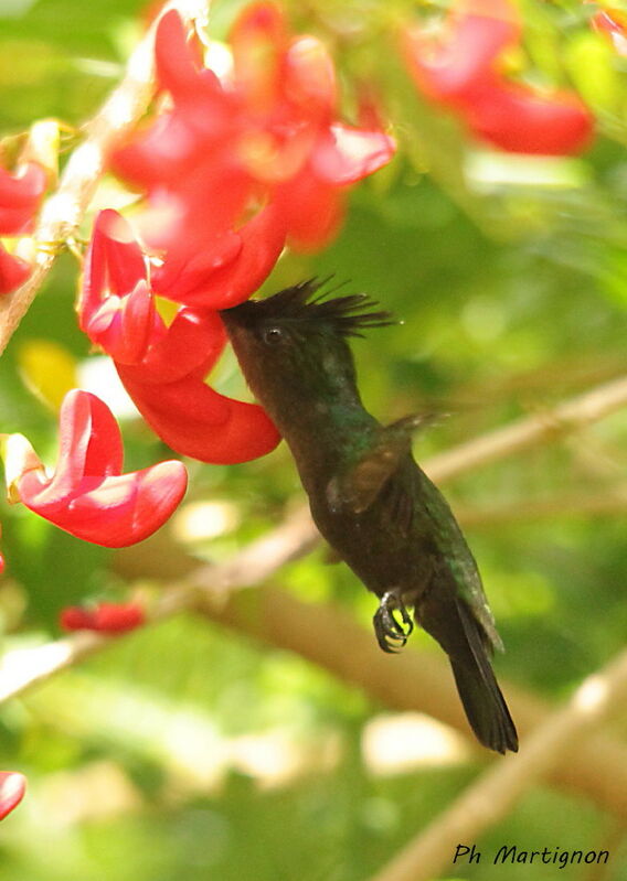 Colibri huppé, identification