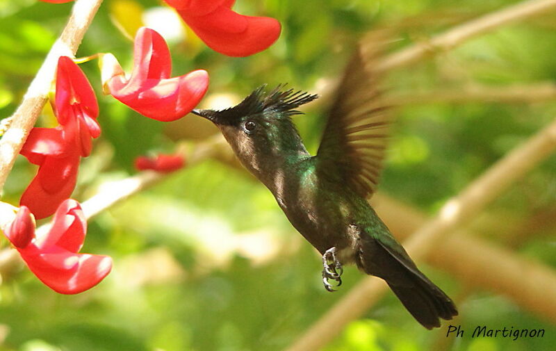 Antillean Crested Hummingbird, identification