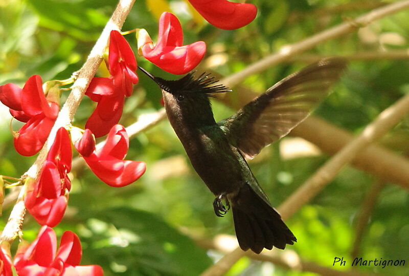 Colibri huppé, identification