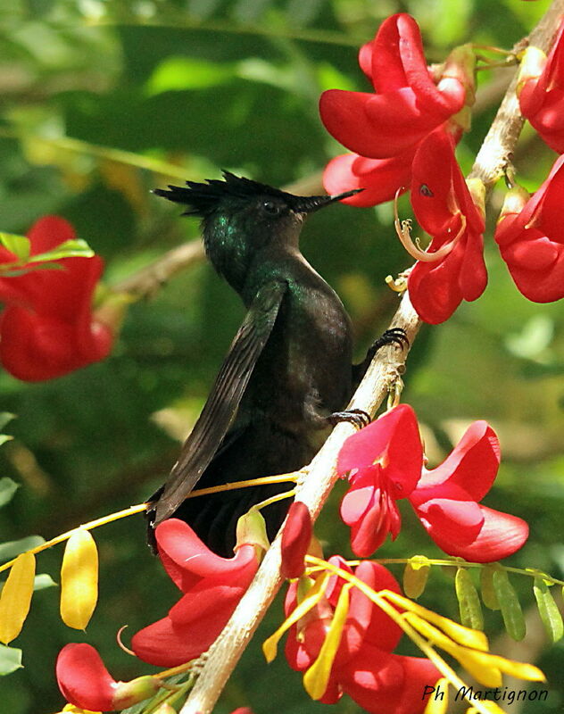 Antillean Crested Hummingbird, identification