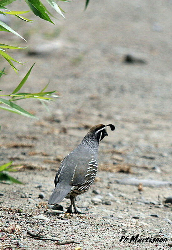 California Quail