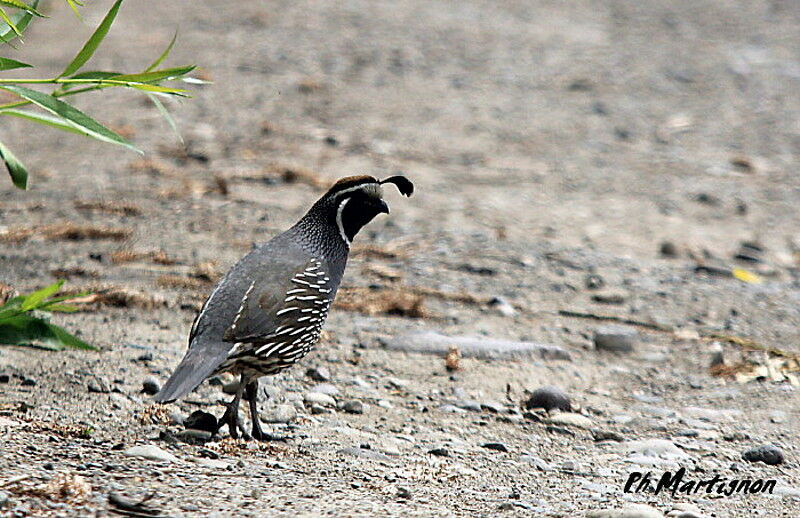 California Quail