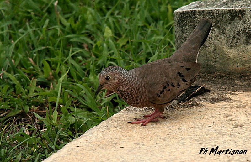 Common Ground Dove