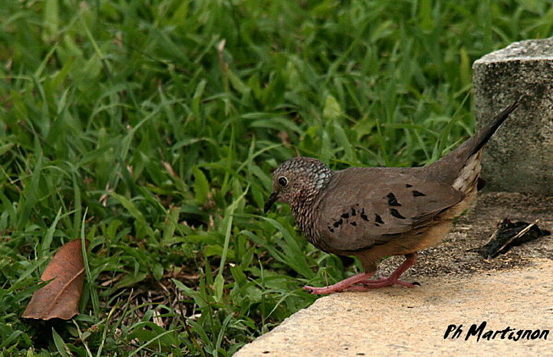 Common Ground Dove