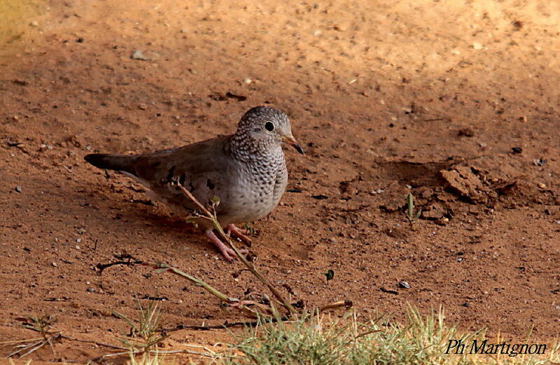 Common Ground Dove, identification