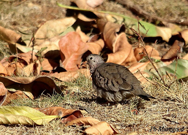 Colombe à queue noire, identification