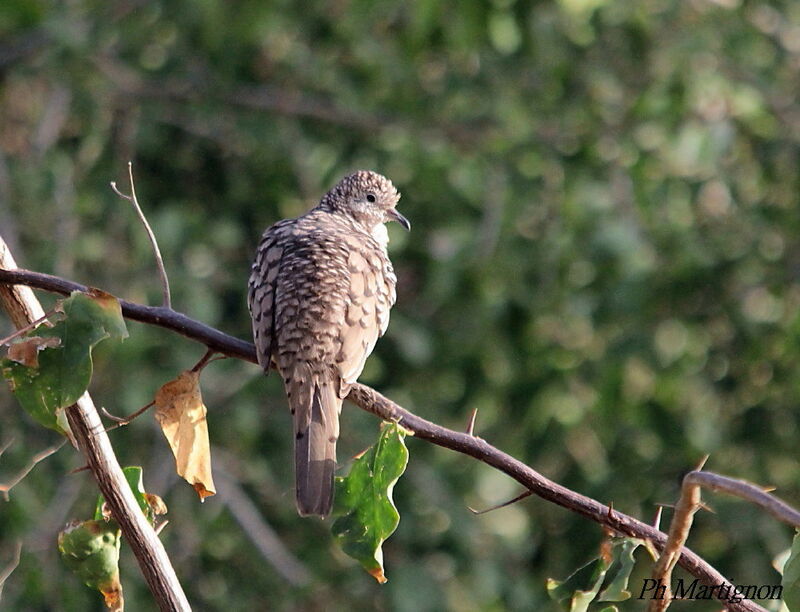 Common Ground Dove, identification