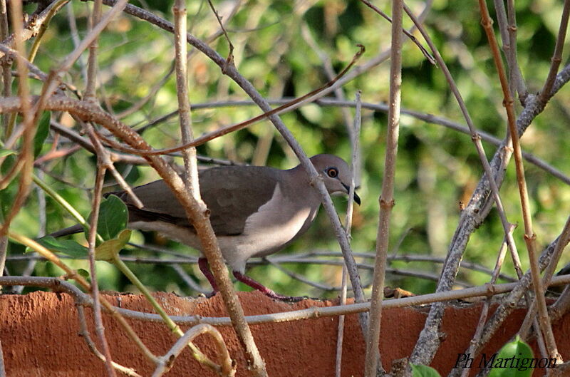 Colombe de Verreaux, identification