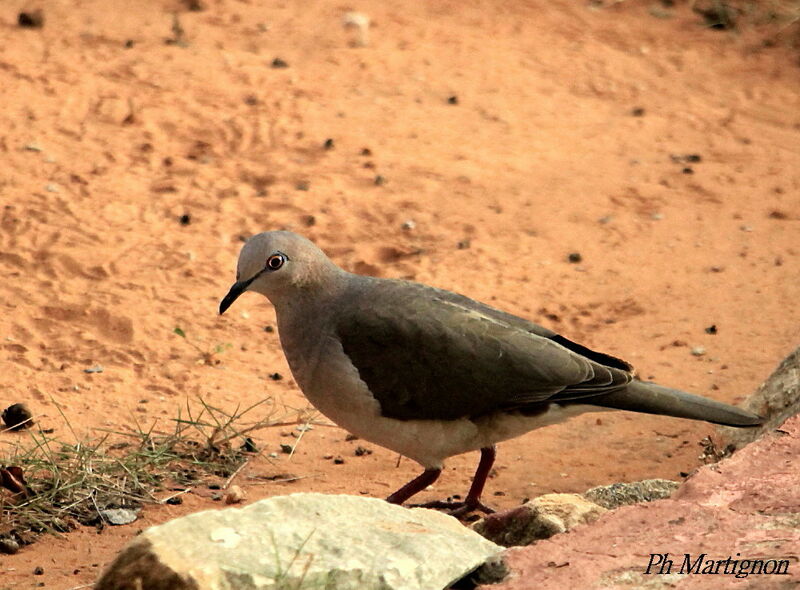 Colombe de Verreaux, identification