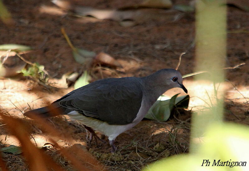 Colombe de Verreaux, identification