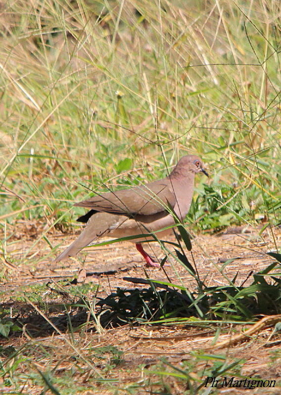 Colombe de Verreaux, identification