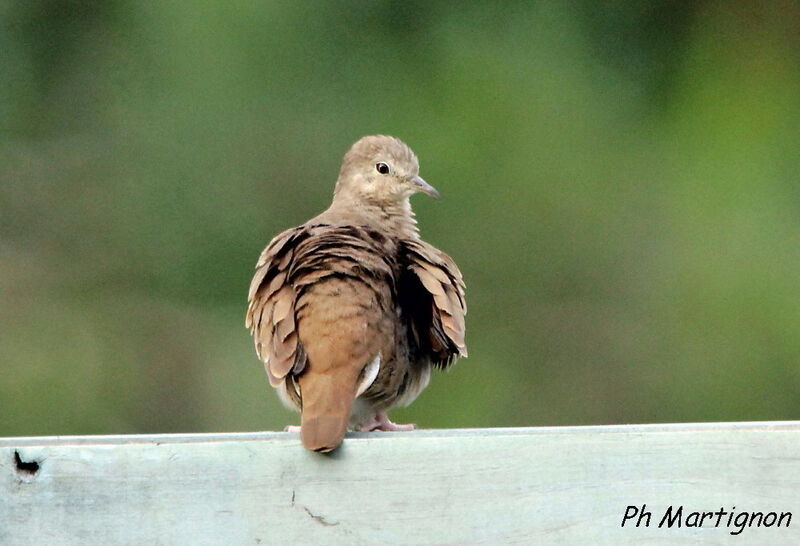 Colombe rousse, identification