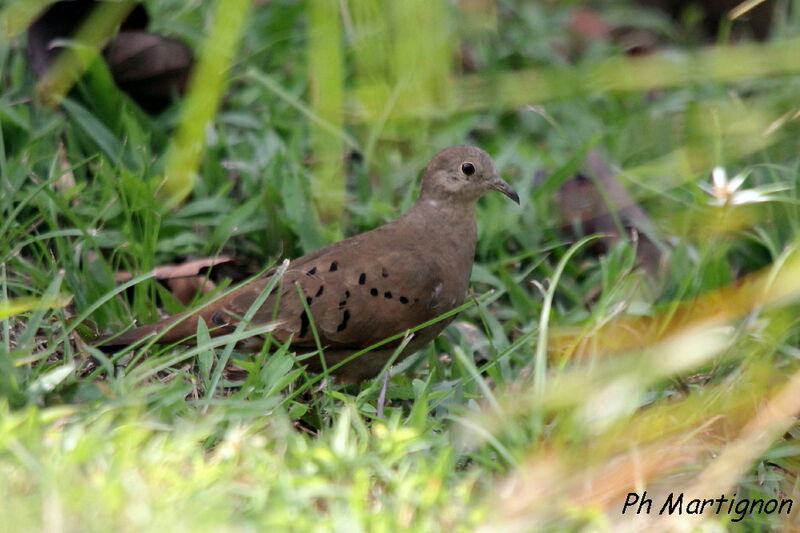 Colombe rousse, identification