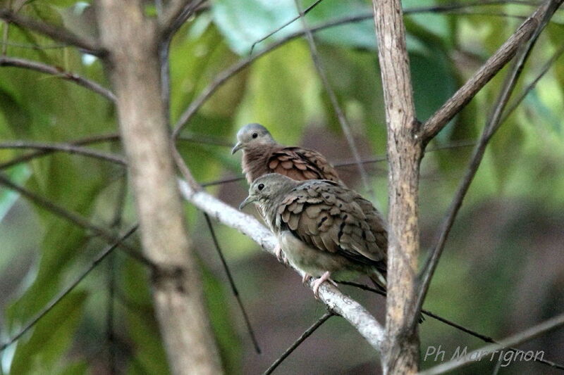 Ruddy Ground Doveadult