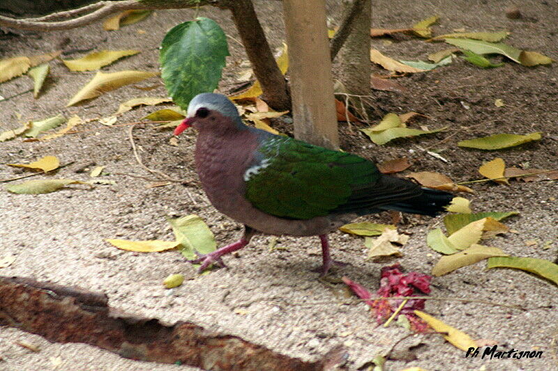 Common Emerald Dove, identification