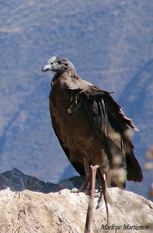 Condor des Andes, identification