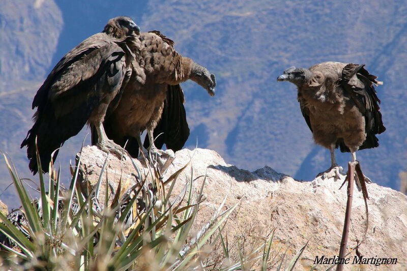 Andean Condor