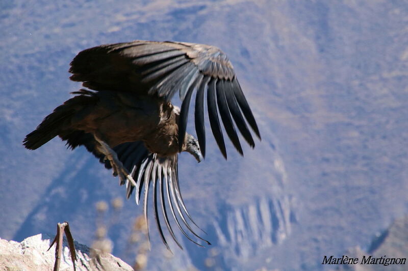 Condor des Andes, Vol