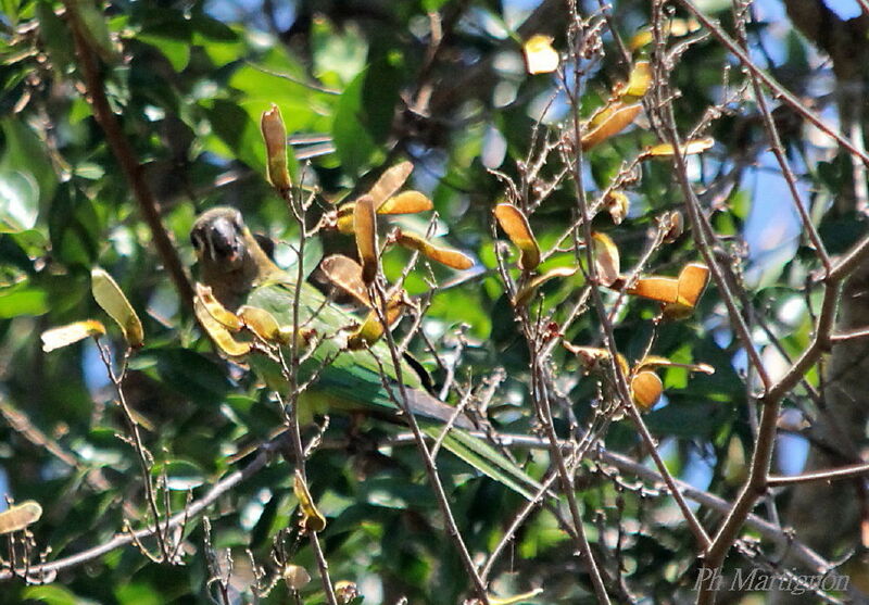 Conure cuivrée, identification