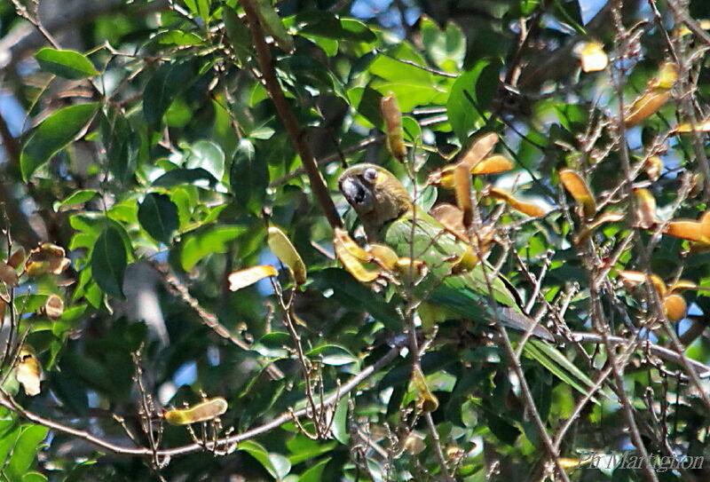 Brown-throated Parakeet, identification