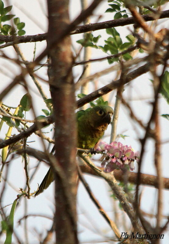 Conure cuivrée, identification