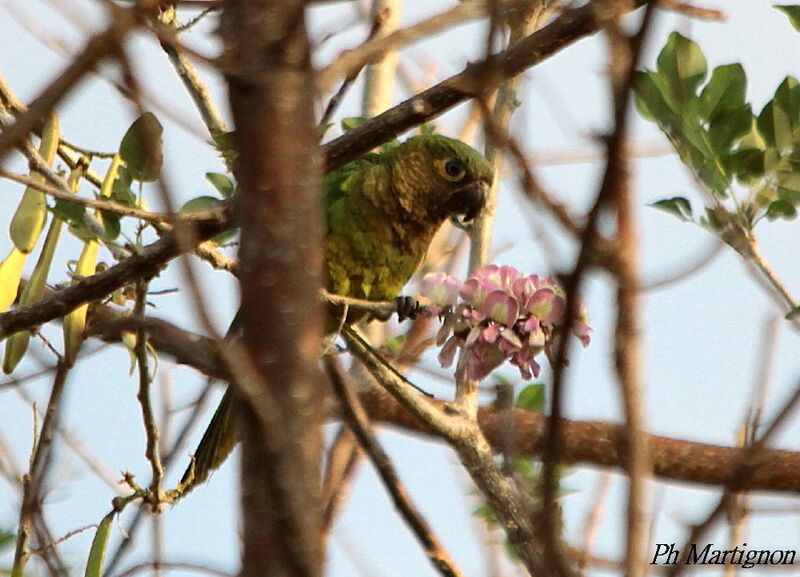 Brown-throated Parakeet, identification