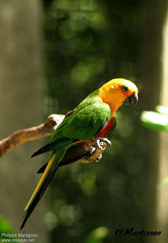 Conure jandaya