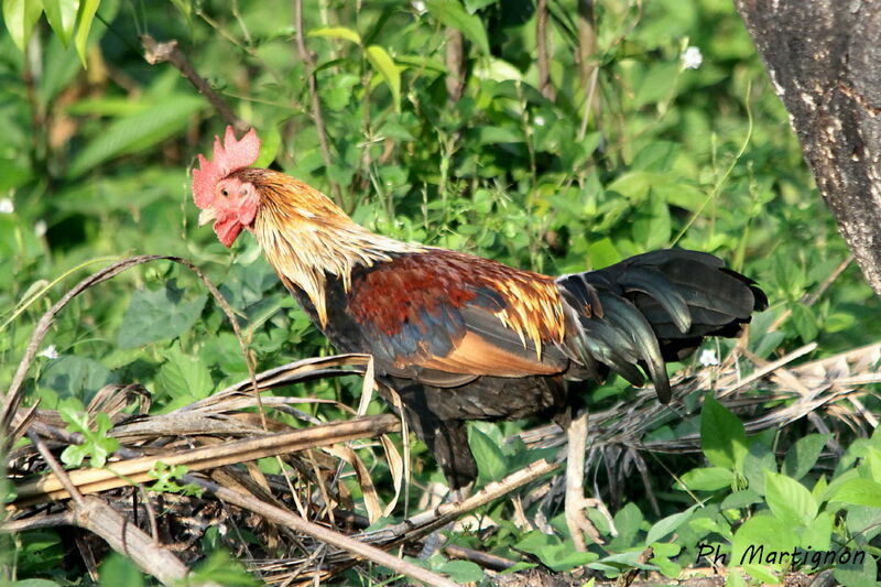 Coq bankiva mâle, identification