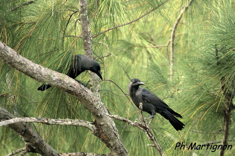 House Crow