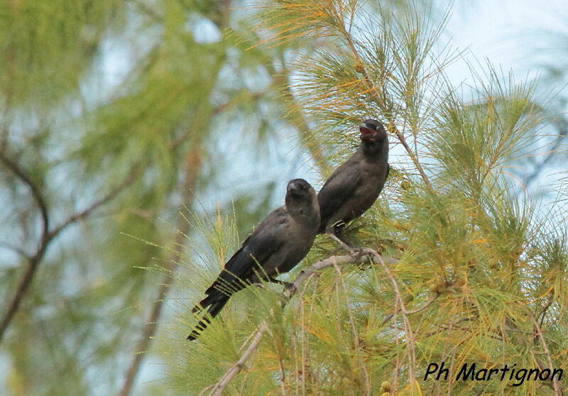 Corbeau familier