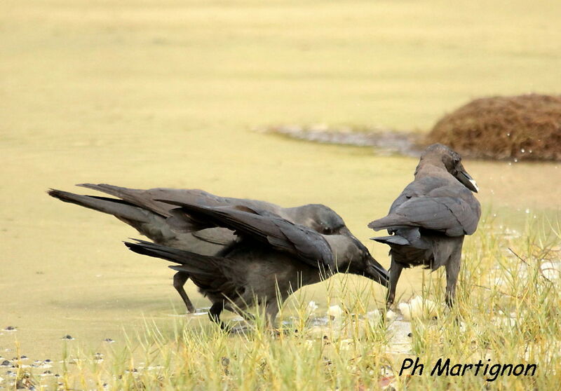 Corbeau familier, mange