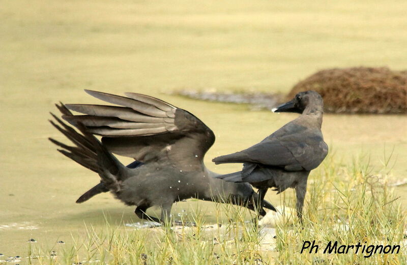 House Crow, eats