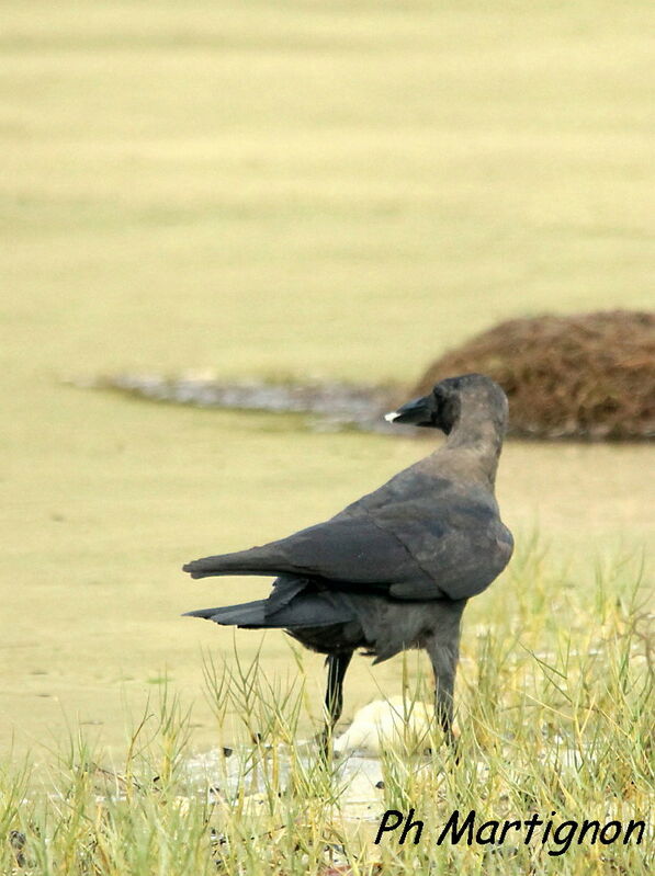 Corbeau familier, identification, mange