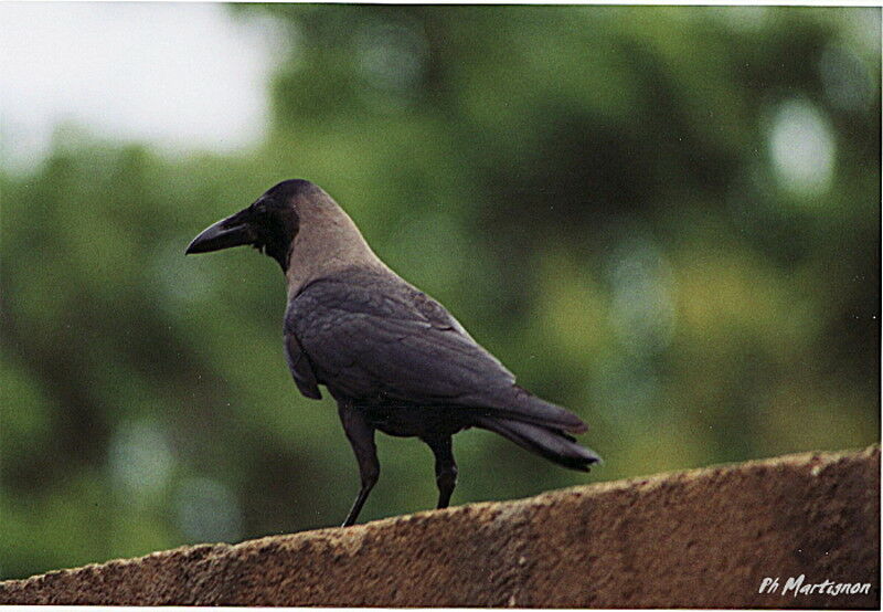 Corbeau familier, identification