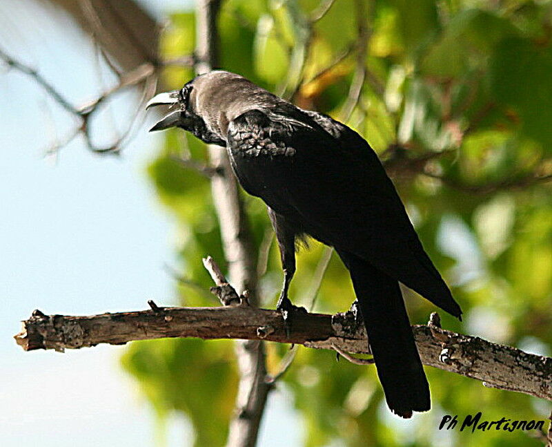 House Crow