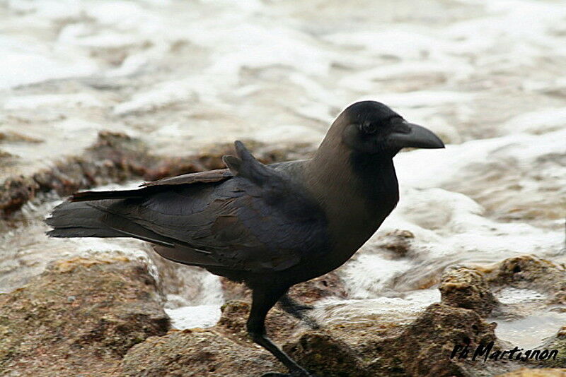 Corbeau familier