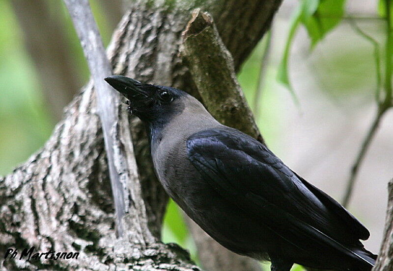 Corbeau familier