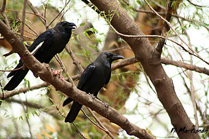 House Crow, identification