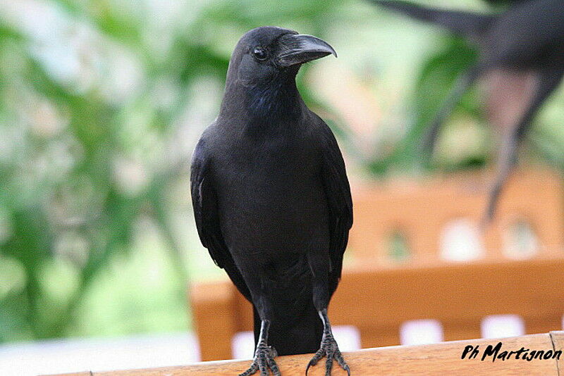 Corbeau familier, identification