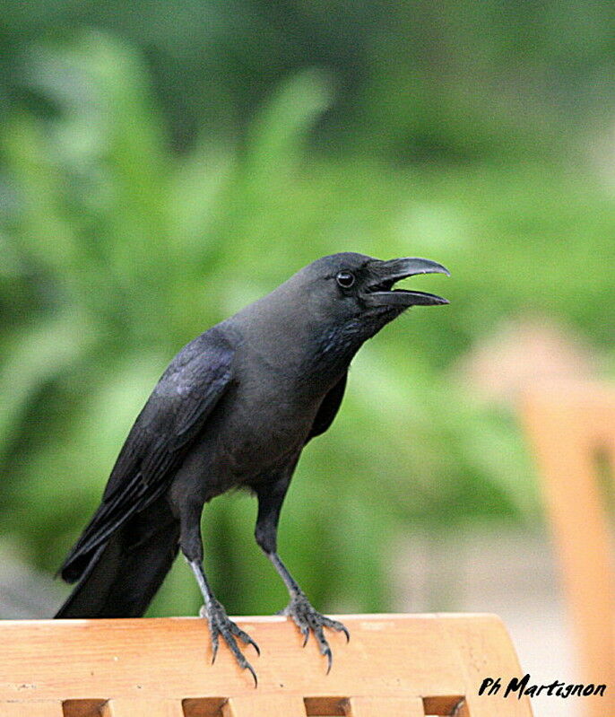 Corbeau familier, identification