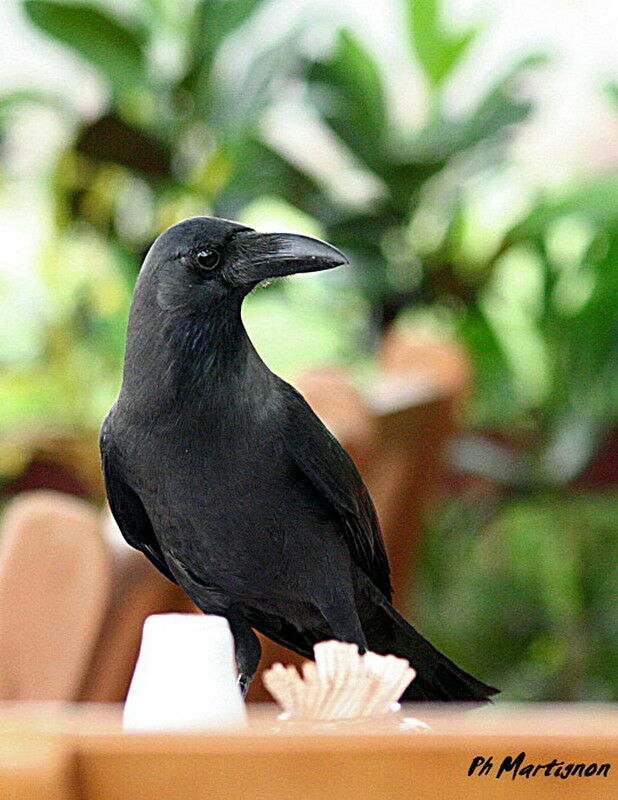 House Crow, identification